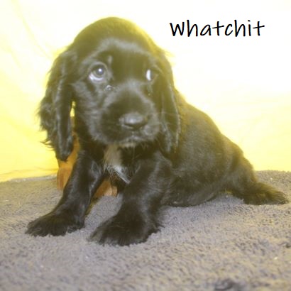 puppy, for, sale, Cocker Spaniel, Joe & Cherri  Overlease, dog, breeder, Miller, MO, dog-breeder, puppy-for-sale, forsale, nearby, find, puppyfind, locator, puppylocator, aca