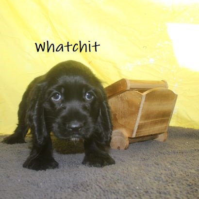 puppy, for, sale, Cocker Spaniel, Joe & Cherri  Overlease, dog, breeder, Miller, MO, dog-breeder, puppy-for-sale, forsale, nearby, find, puppyfind, locator, puppylocator, aca