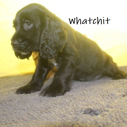 puppy, for, sale, Cocker Spaniel, Joe & Cherri  Overlease, dog, breeder, Miller, MO, dog-breeder, puppy-for-sale, forsale, nearby, find, puppyfind, locator, puppylocator, aca
