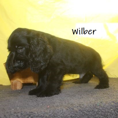 puppy, for, sale, Cocker Spaniel, Joe & Cherri  Overlease, dog, breeder, Miller, MO, dog-breeder, puppy-for-sale, forsale, nearby, find, puppyfind, locator, puppylocator, aca