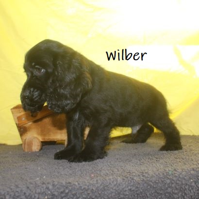 puppy, for, sale, Cocker Spaniel, Joe & Cherri  Overlease, dog, breeder, Miller, MO, dog-breeder, puppy-for-sale, forsale, nearby, find, puppyfind, locator, puppylocator, aca
