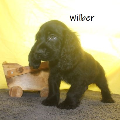 puppy, for, sale, Cocker Spaniel, Joe & Cherri  Overlease, dog, breeder, Miller, MO, dog-breeder, puppy-for-sale, forsale, nearby, find, puppyfind, locator, puppylocator, aca
