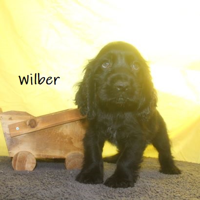 puppy, for, sale, Cocker Spaniel, Joe & Cherri  Overlease, dog, breeder, Miller, MO, dog-breeder, puppy-for-sale, forsale, nearby, find, puppyfind, locator, puppylocator, aca