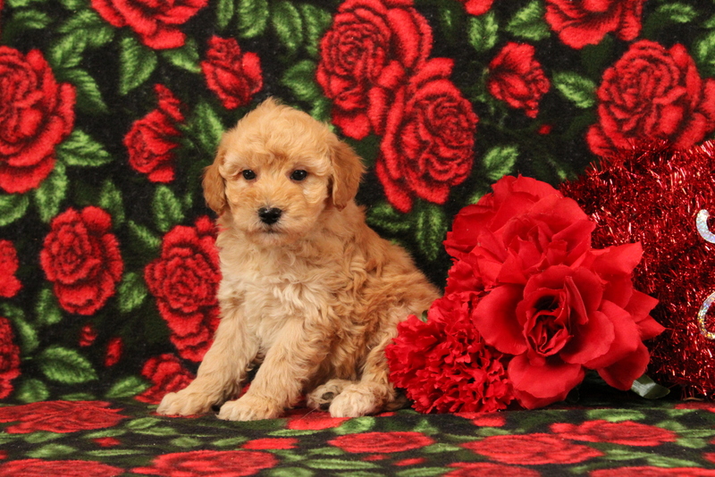 puppy, for, sale, Mini Goldendoodle F1BB, Matthew B. Stoltzfus, dog, breeder, Gap, PA, dog-breeder, puppy-for-sale, forsale, nearby, find, puppyfind, locator, puppylocator, aca