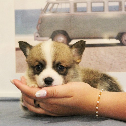 puppy, for, sale, Pembroke Welsh Corgi, Melvin  Fisher, dog, breeder, Coatesville, PA, dog-breeder, puppy-for-sale, forsale, nearby, find, puppyfind, locator, puppylocator, aca