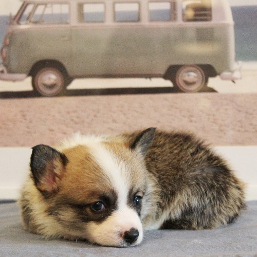 puppy, for, sale, Pembroke Welsh Corgi, Melvin  Fisher, dog, breeder, Coatesville, PA, dog-breeder, puppy-for-sale, forsale, nearby, find, puppyfind, locator, puppylocator, aca
