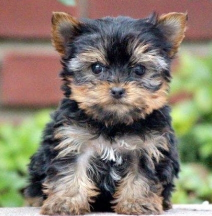 puppy, for, sale, Yorkshire Terrier, John  Smith, dog, breeder, Hometown, FL, dog-breeder, puppy-for-sale, forsale, nearby, find, puppyfind, locator, puppylocator, aca